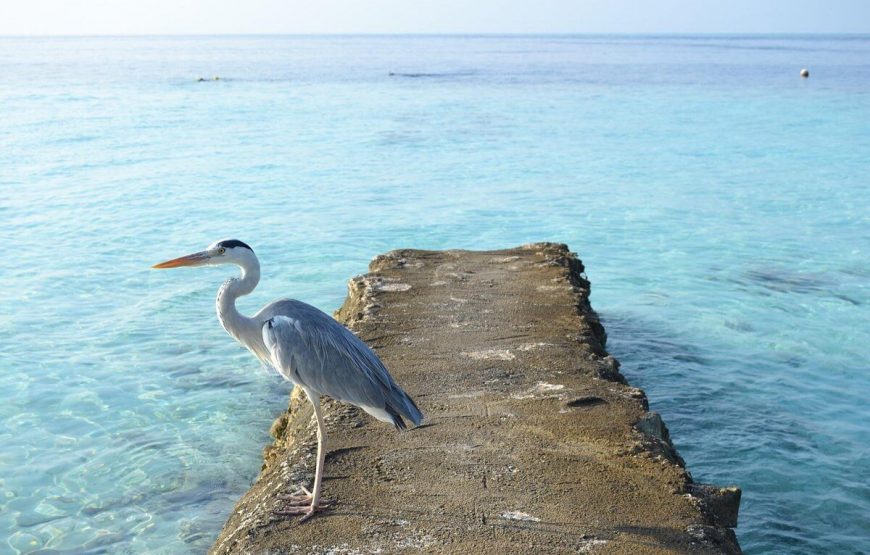 Biyadhoo Island Resort
